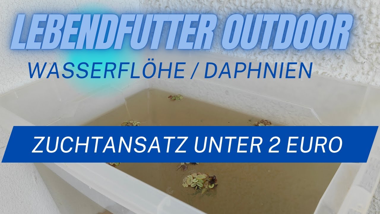 Wasserflöhe / Daphnien Outdoor selbst züchten! Lebendfutter fast umsonst und ganz einfach!