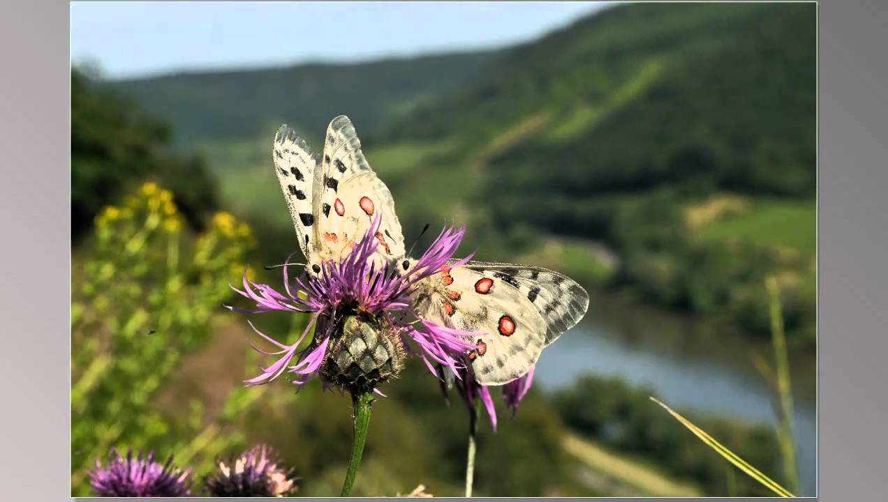 Mosel-Apollo bei Valwig      &copy;  Lothar Lenz