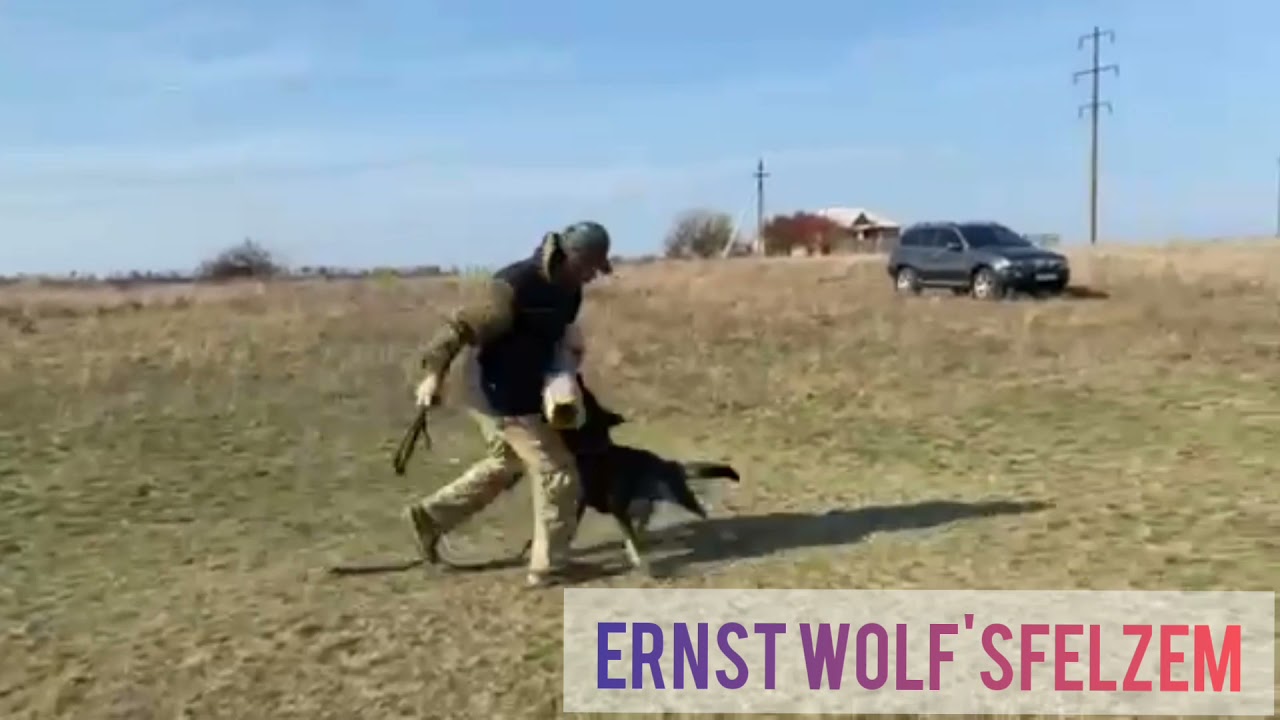 Ernst Wolf'sfelzem, 1 год