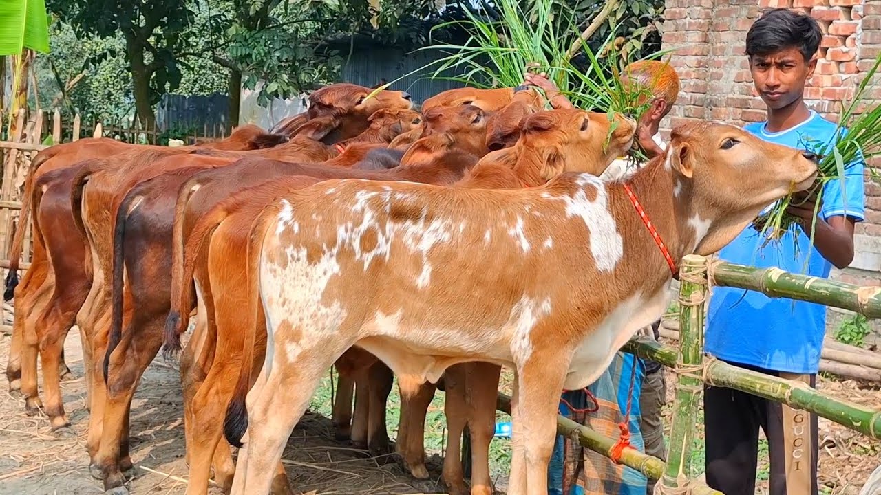 ৩ ফেব্রুয়ারি 2026| প্রচুর চাহিদা সম্পন্ন শাহীওয়াল জাতের ষাঁড় বাছুরের প্যাকেজ | বিরামপুর থেকে 