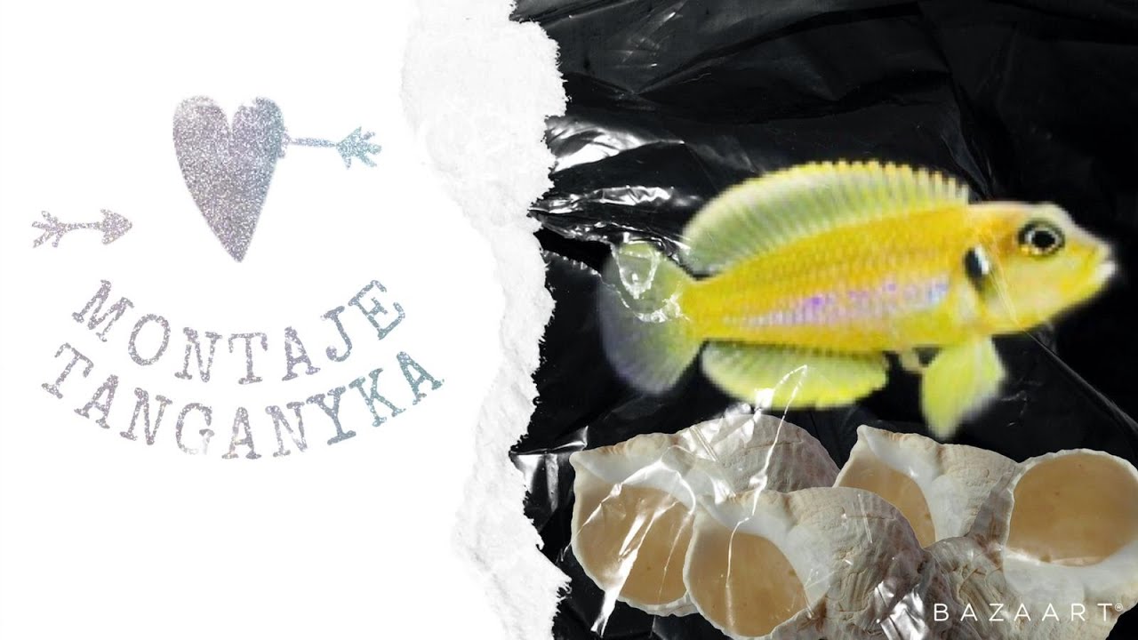 MONTAJE CONCHICOLAS LAGO TANGANYKA//RAYCAR ACUARIOS