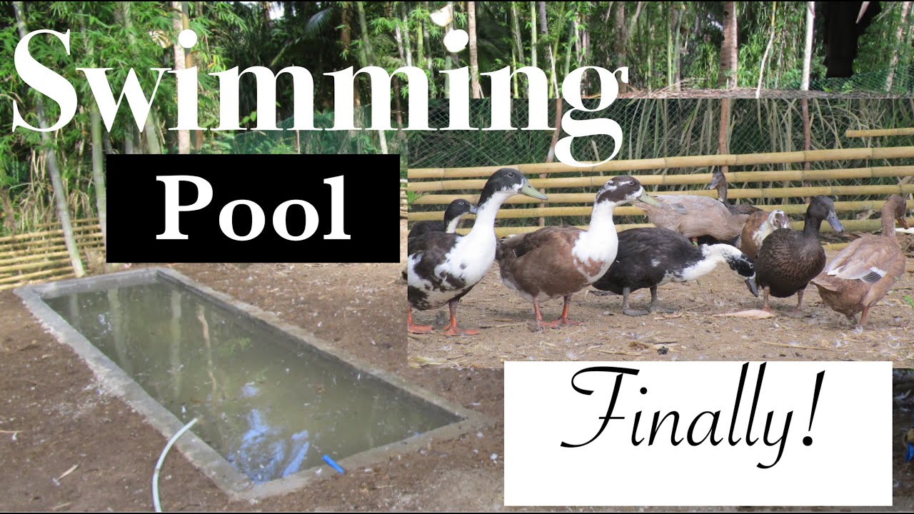 Nakagawa na rin ng Duck Pond/Swimming Pool // Buhay Probinsya