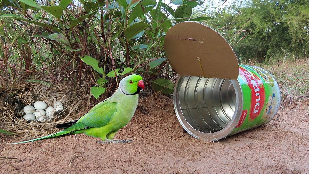 Quick Parrot Bird Trap Using Dupro Milk Cans & Case - Fantastic Bird Trap