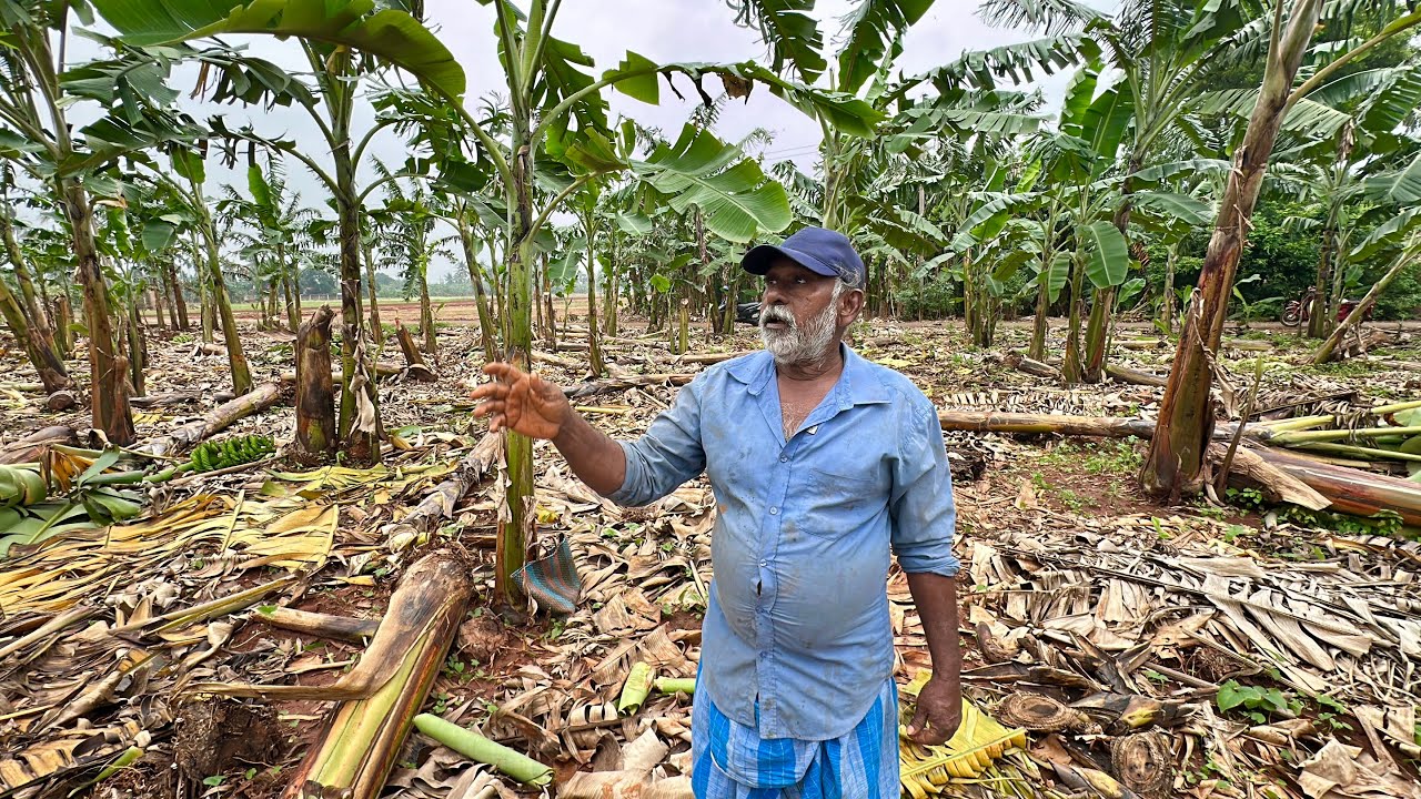திடீரென ஒரே நாளில் வாழை மரங்களுக்கு நடந்த சோக சம்பவம் | எல்லாமே பிரண்டு போச்சு 