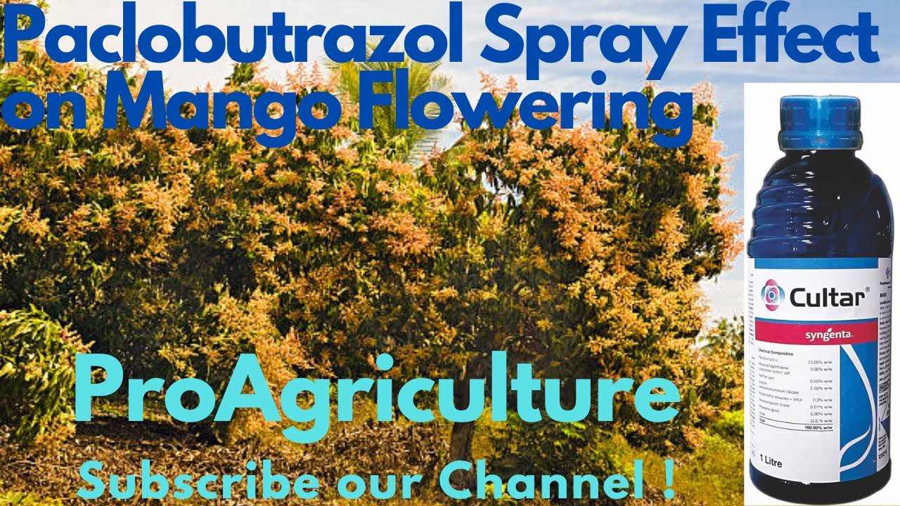 Paclobutrazol Spray Application Effect on Mango Flowering | GoodResults #paclobutrazol  #cultar