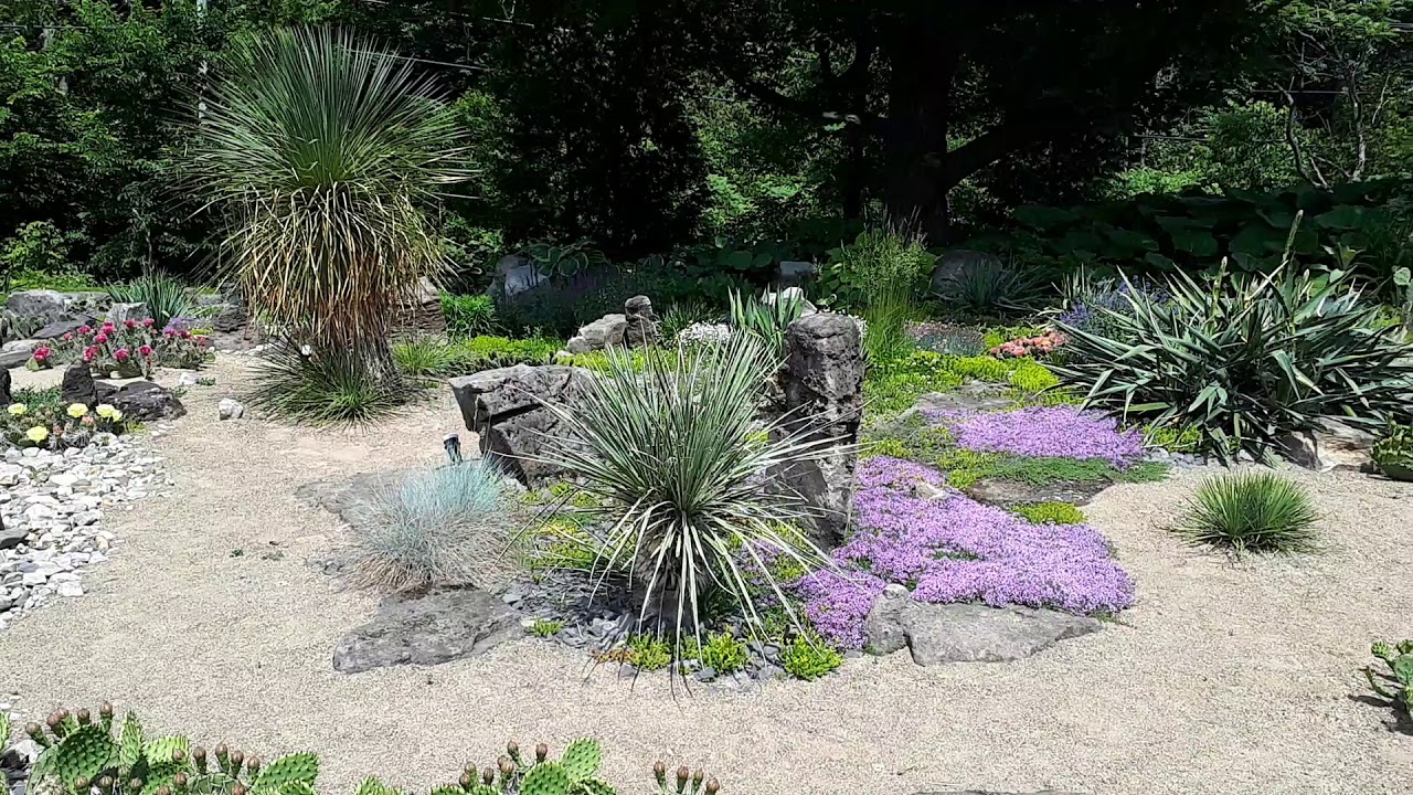 cold hardy cactus and yucca garden Quebec Canada