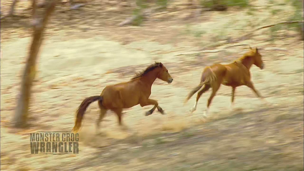 Brumbies in the wild