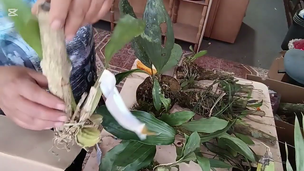 Llegó el pedido de mis orquídeas 🌸