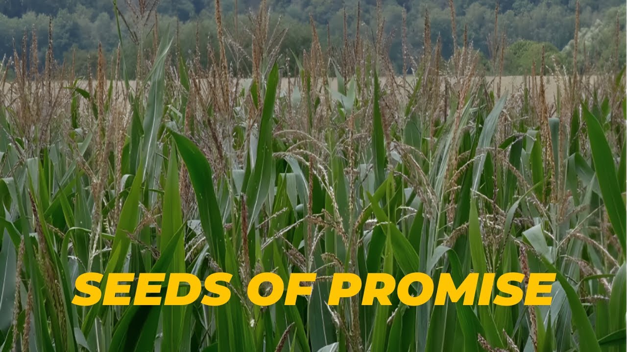 Seeds of Promise (Fillmore) - With lyrics - SATB