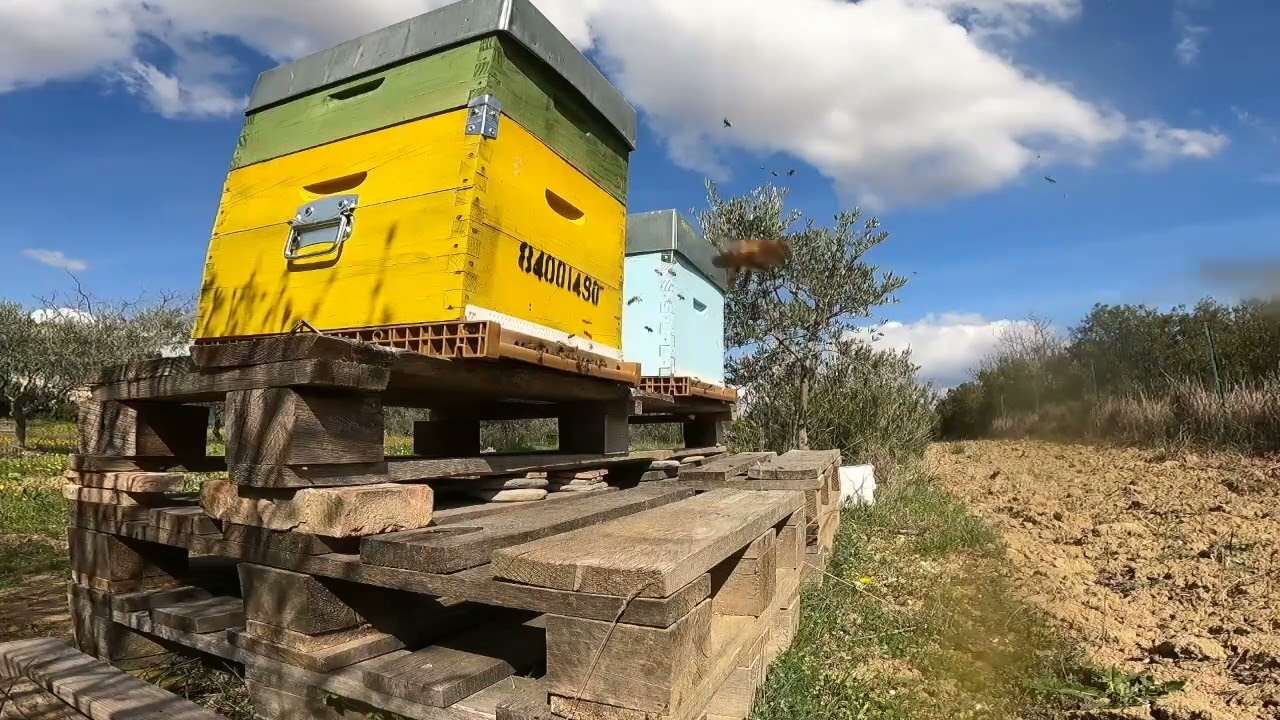 ASMR - ABEILLE 🐝  Relaxation devant la ruche