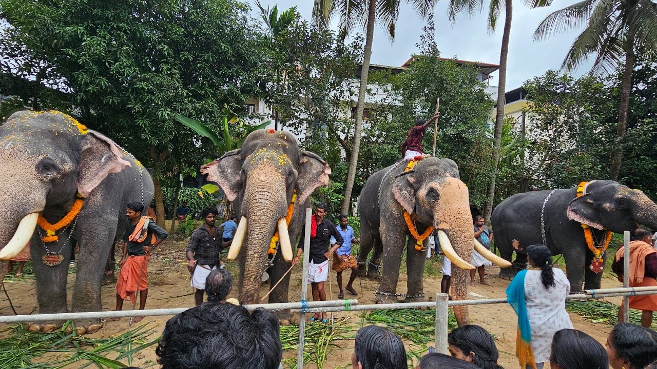 Elephant ride at Anchumana Temple in Kerala കേരളത്തിൽ അഞ്ചുമന ക്ഷേത്രത്തിൽ