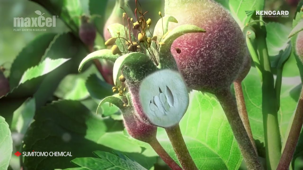 MaxCel® aclara eficazmente manzanas y peras