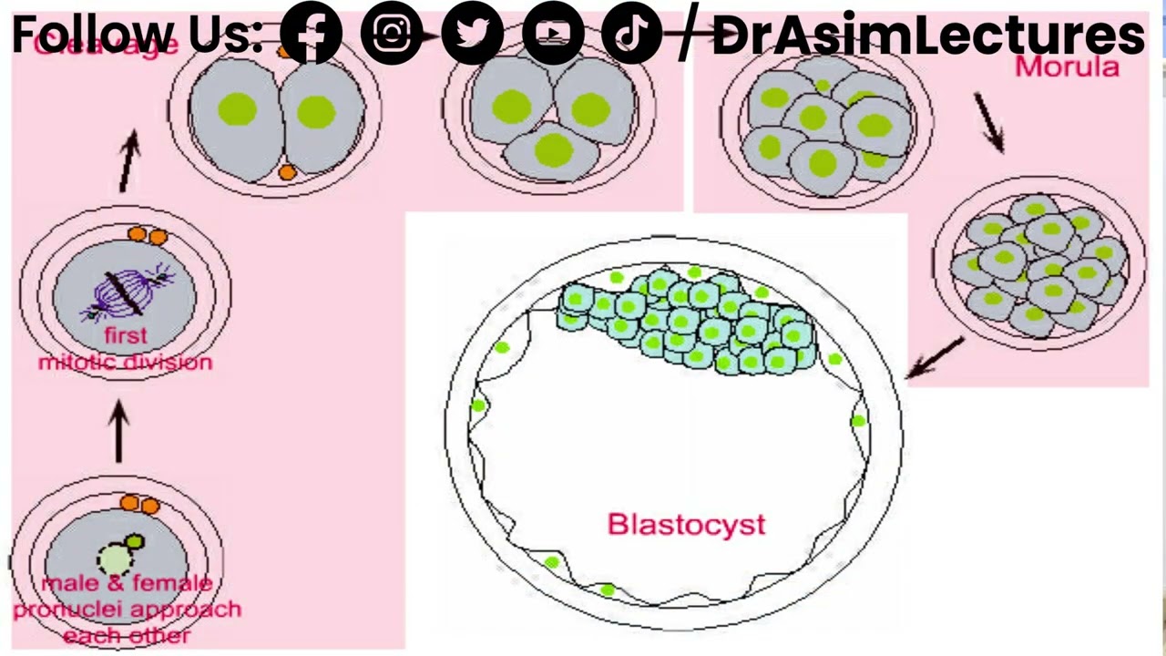 Process of Morula and Blastula | Hindi / Urdu
