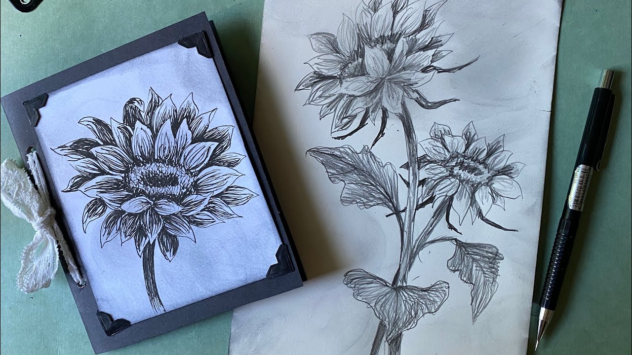 How to draw a Sunflower- quicky sketch