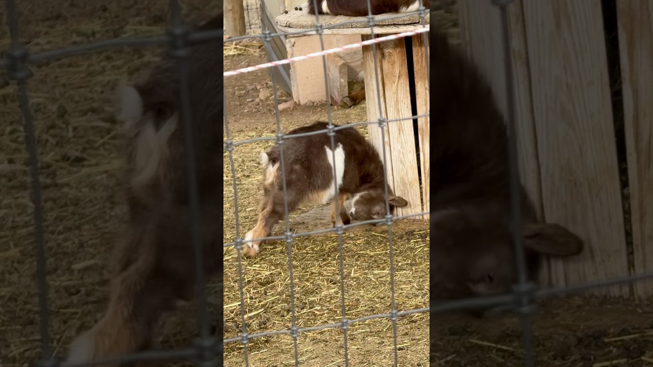 I got a niche and nobody will scratch it for me😊Baby Goat 🐐 ￼