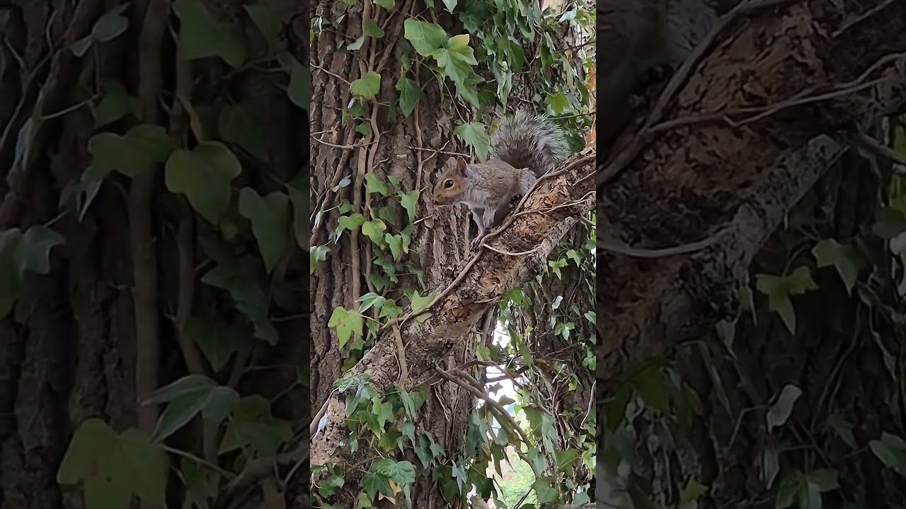 a lovely video of a squirrel and birds on my cycling travels today fri the 13th..
