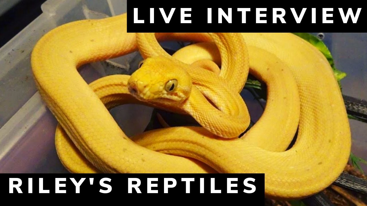 Live interview Featuring Riley's Reptiles!!!!!