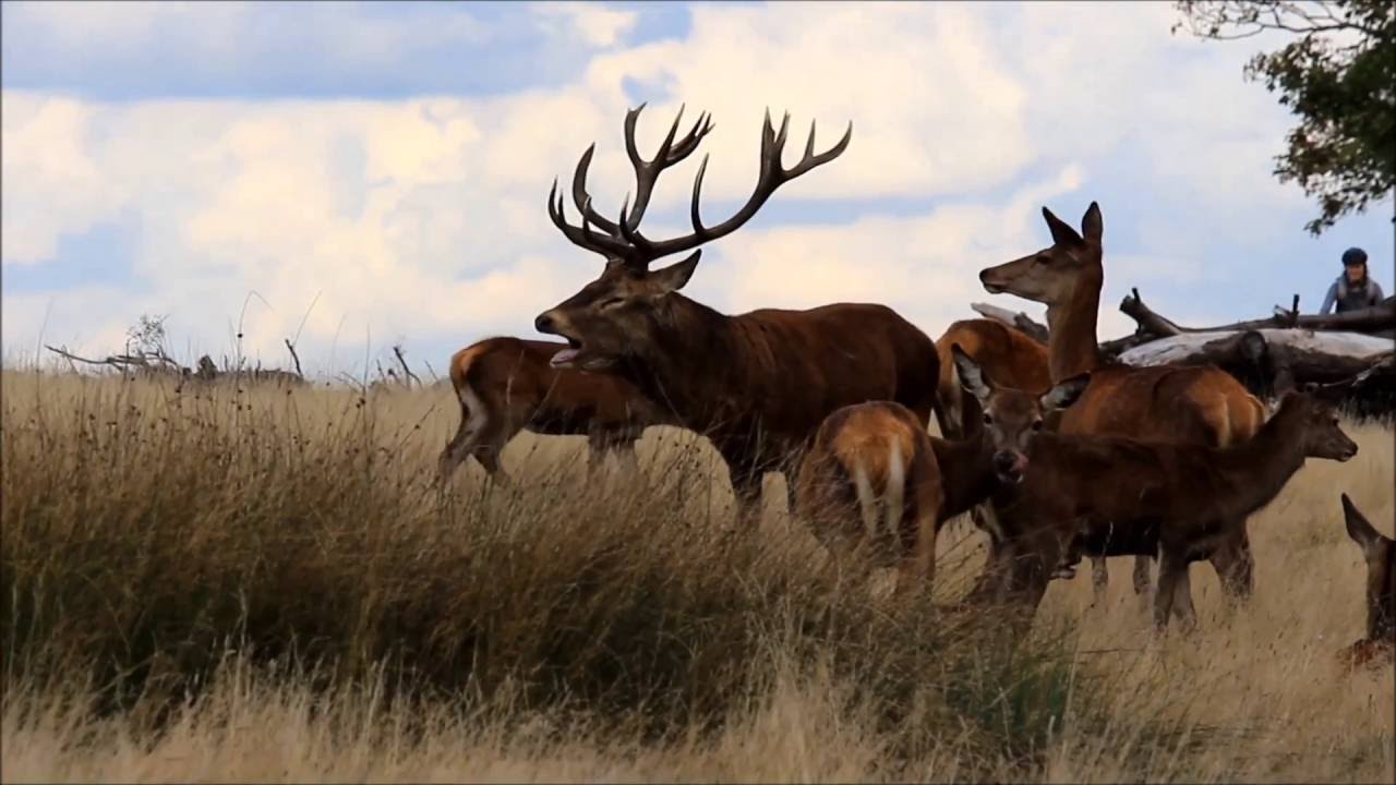 Richmond Park - London