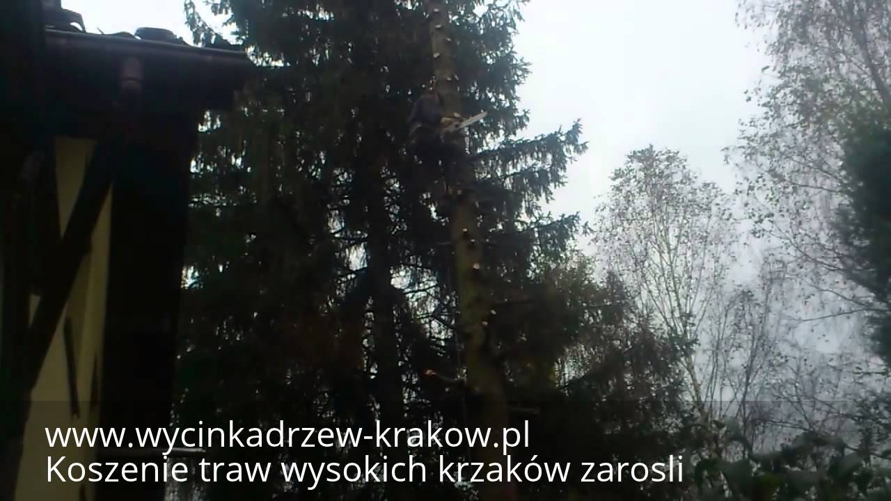 scinka drzew pochylonych scinka drzew mechaniczna scinka drzew metoda alpinistycznaTEL 883724774