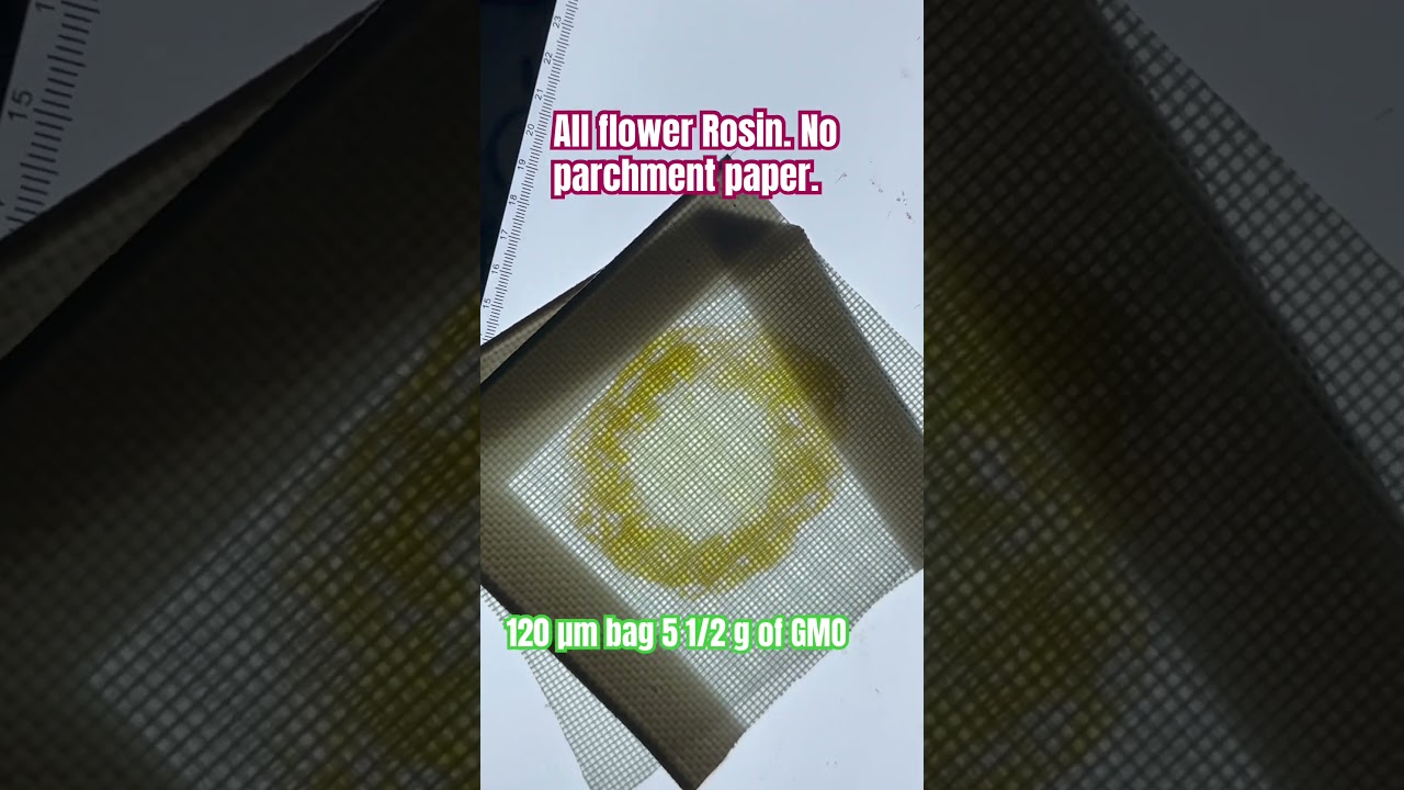 Pressing flower Rosin in silicone, no more parchment. #cannabiscommunity420 #Cannabis.