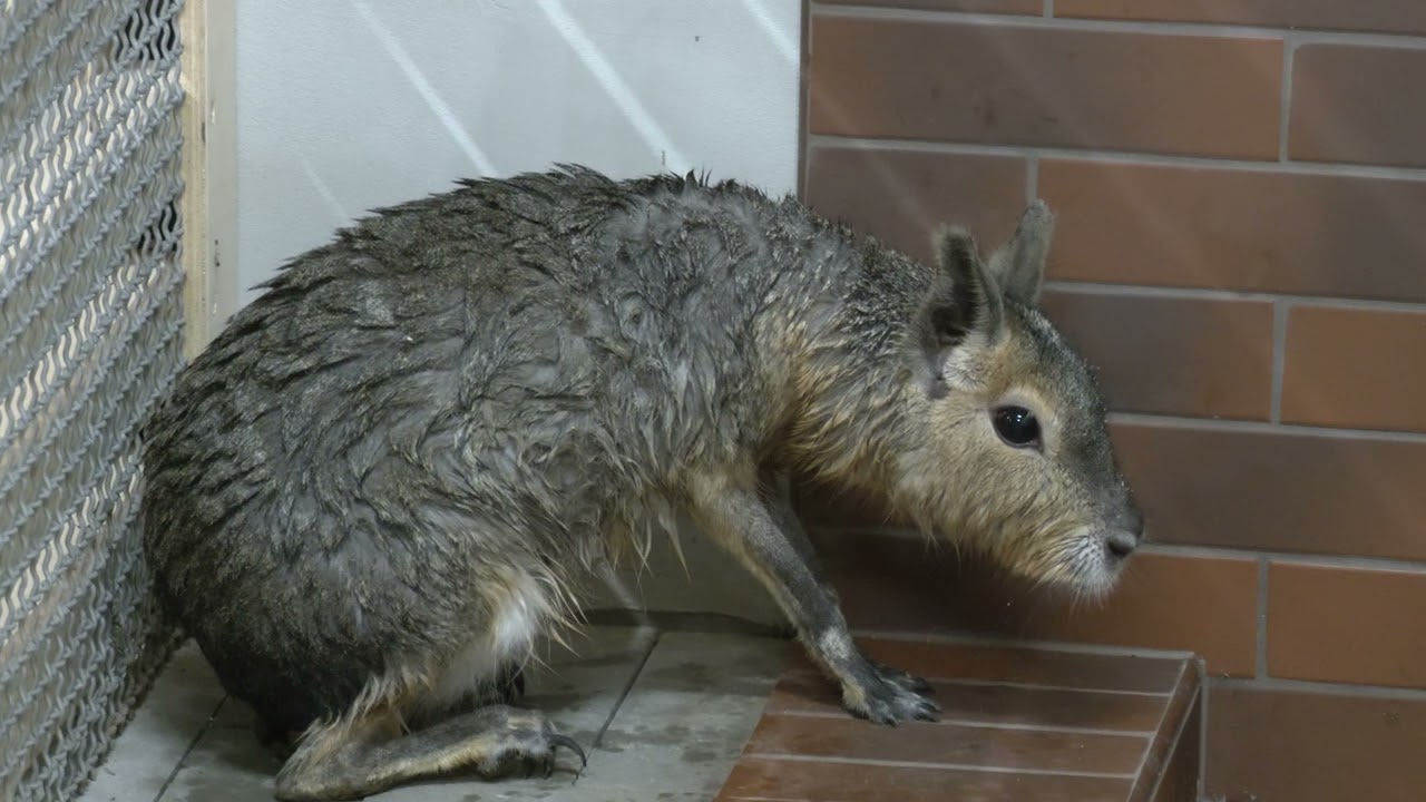 Adorable Patagonian Maras Join Angel Valley Farm! 🐾 | Exotic Rodents Take Over