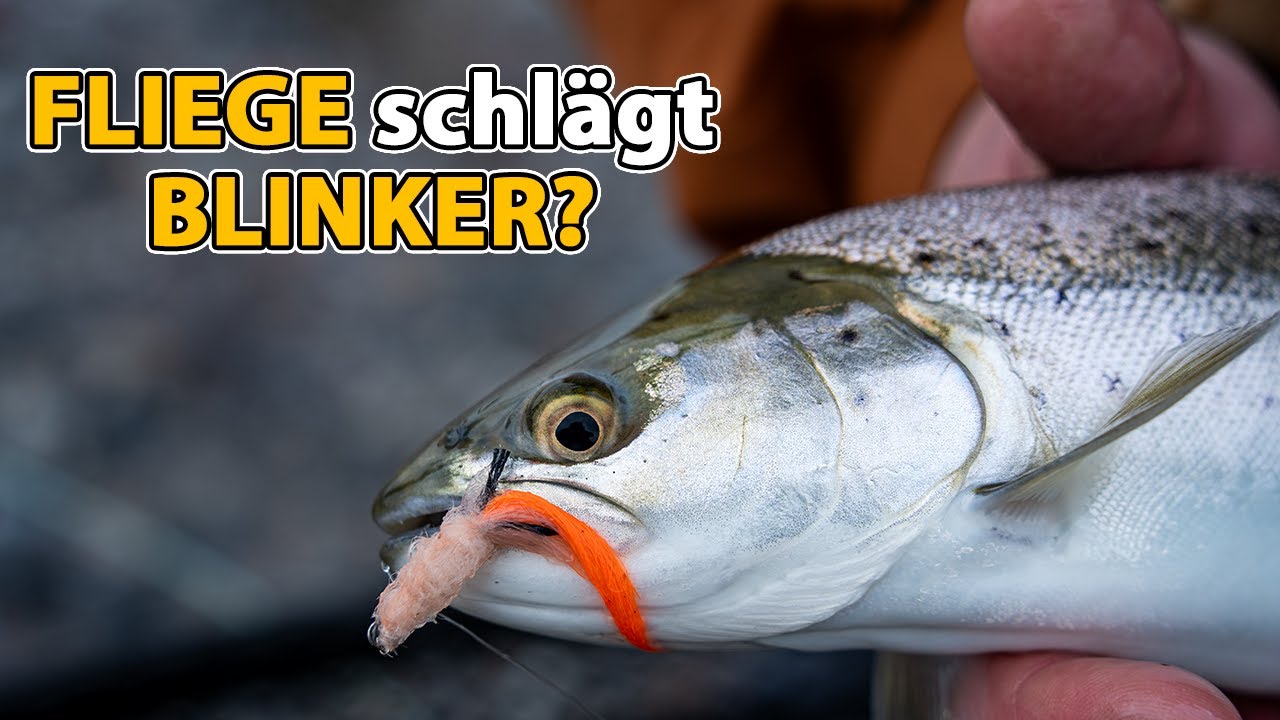 Meerforelle an der Ostsee: Wann die Fliege wirklich &uuml;berlegen ist