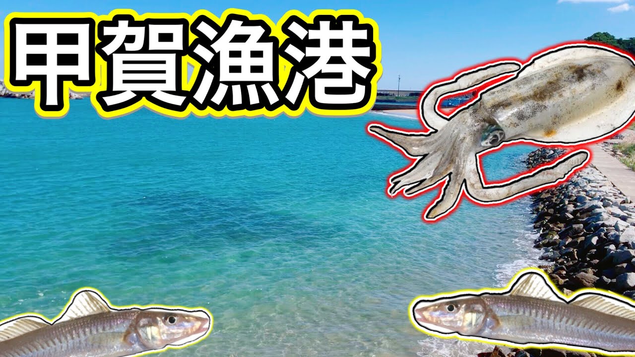 【アオリイカ】透明度100%の海でエギング/キス/甲賀漁港/三重県釣り場紹介