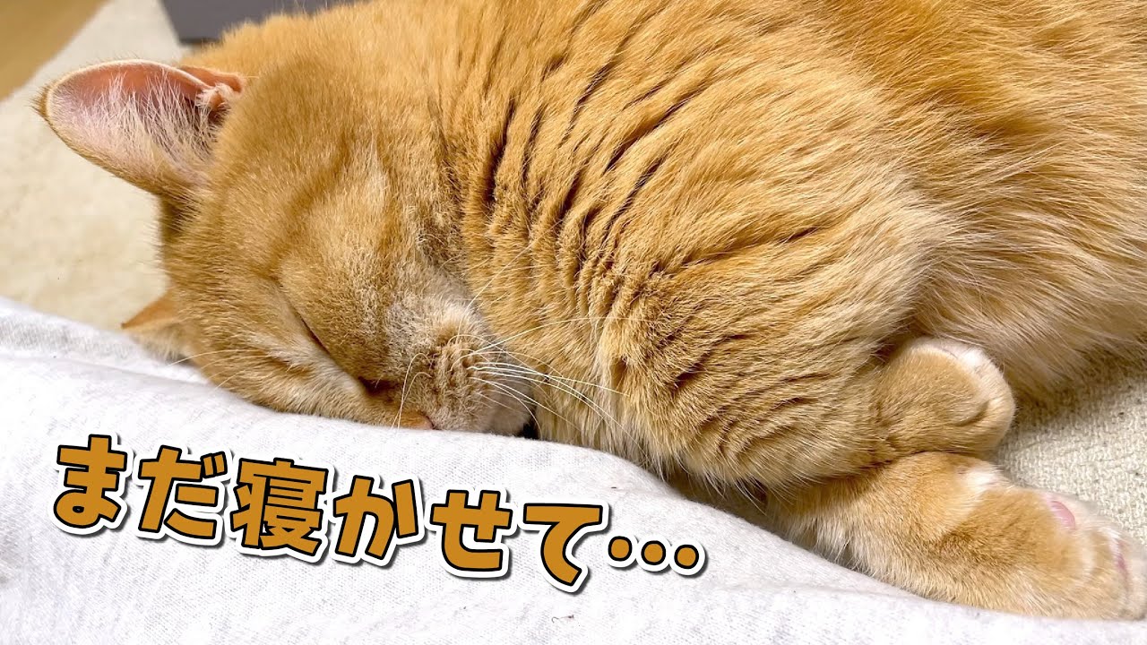 腕枕で爆睡して何をしても起きない猫が可愛すぎます！
