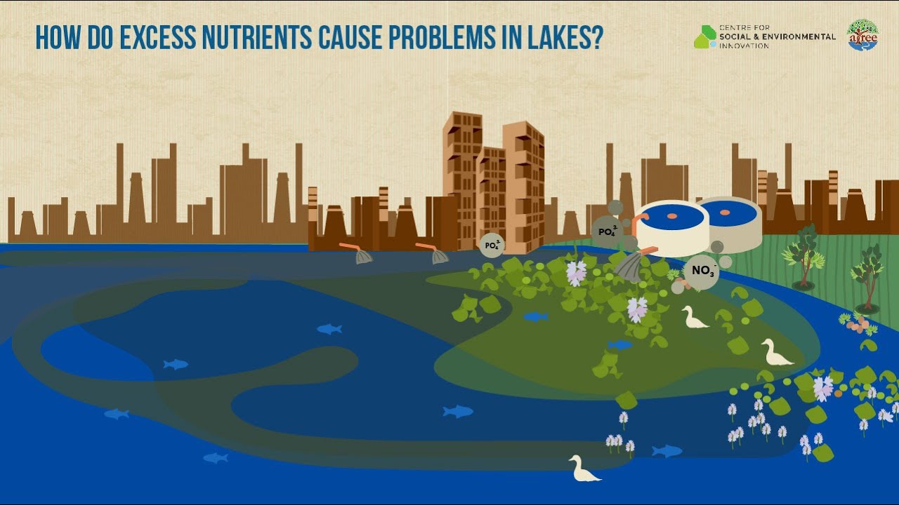 How Do Excess Nutrients Cause Problems In Lakes?