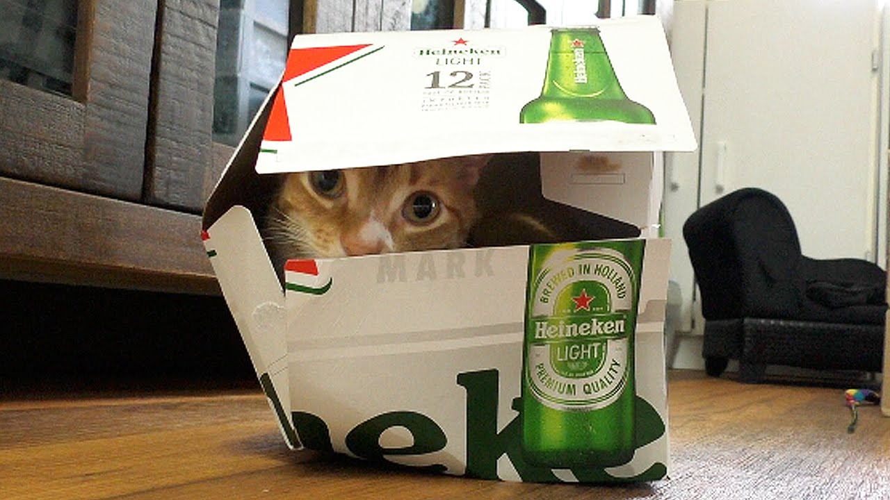 A Cat's Guide to Boxes