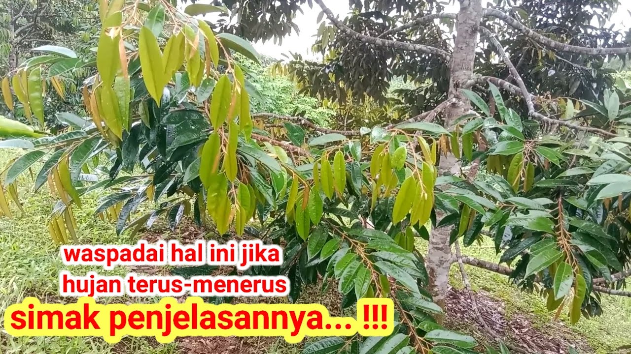Review pohon durian setelah turun hujan