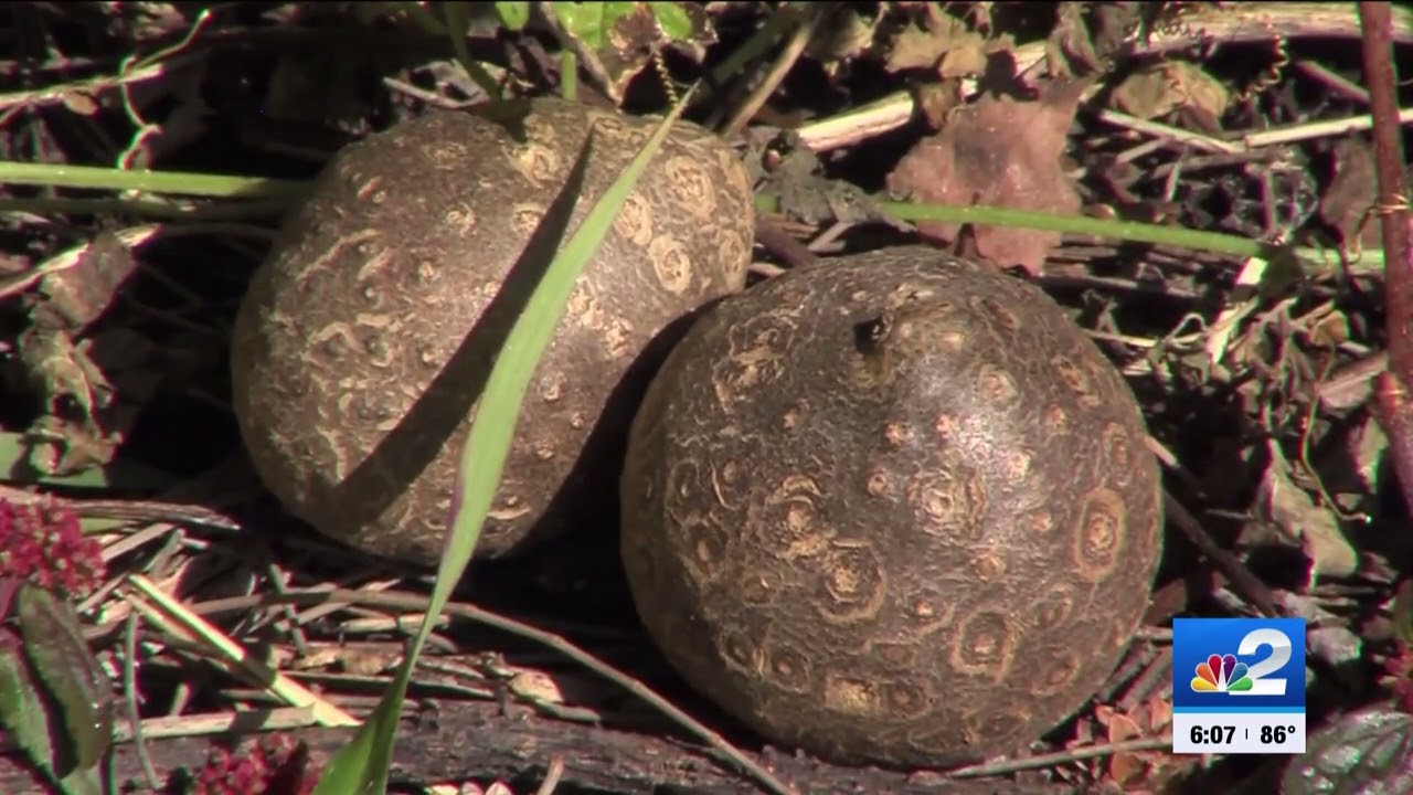 Collier County fights to control invasive air potato plant