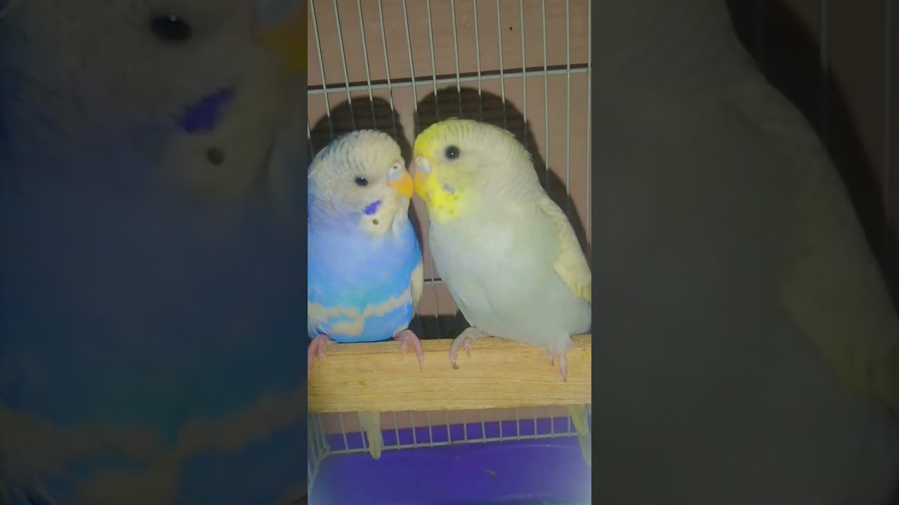 l love you #trending #parrot #parakeet #lovebird #viral #bird #cocktail #cute #budig #shorts #baby