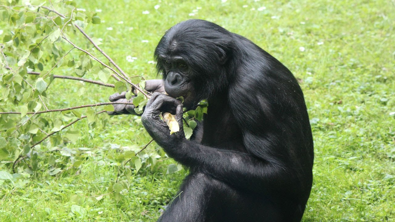 Bonobos : Kolner Zoo 2019