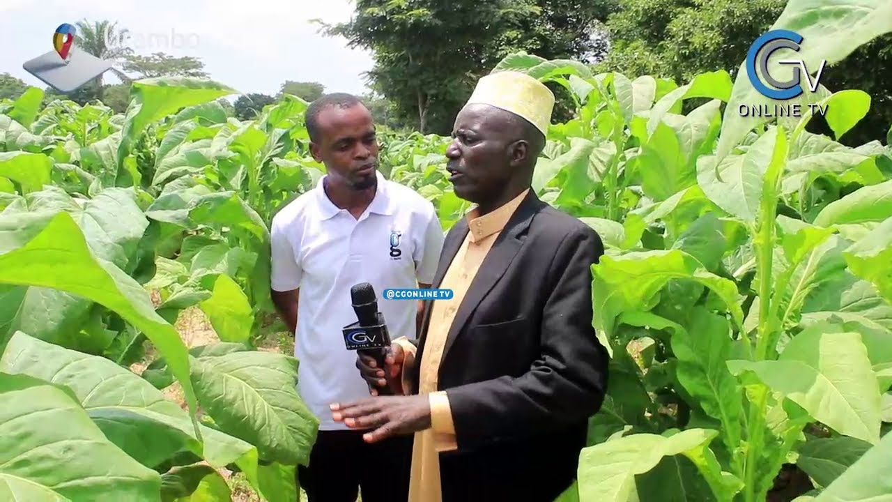 WAKULIMA WA TUMBAKU WAFURAHIA MIKATABA YA MIAKA MITATU WASEMA MIKOPO YA MABANI ITALETA TIJA-URAMBO