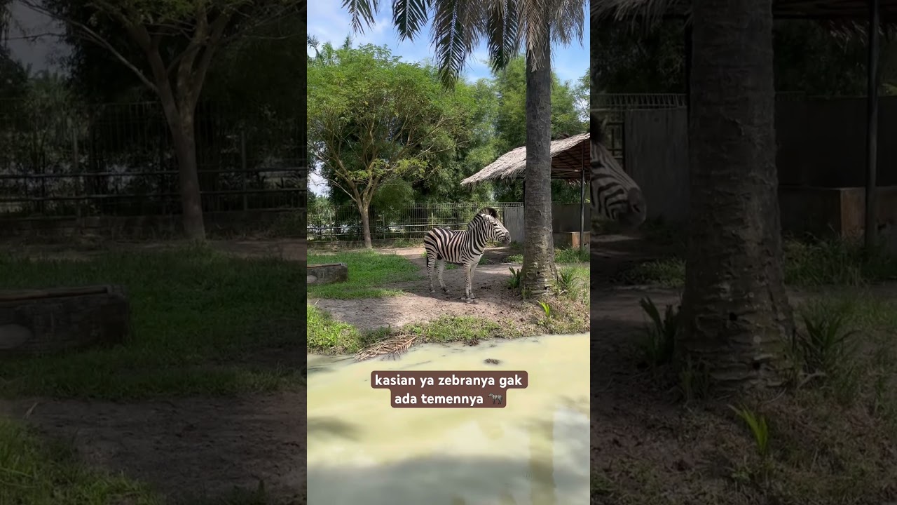 Zebra at the Zoo 