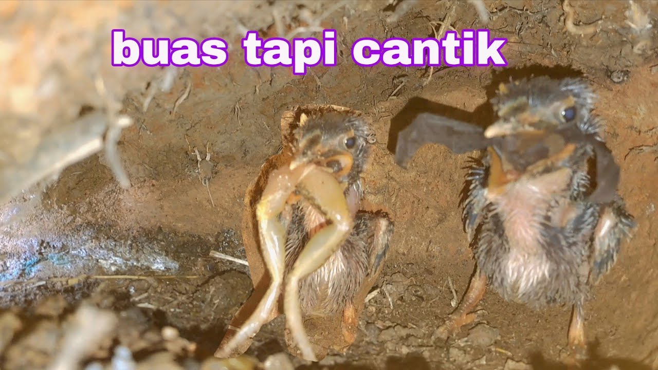 TUMPANG TINDIH MAKANAN TAK JADI SOAL BAGI BAYI TENGKEK