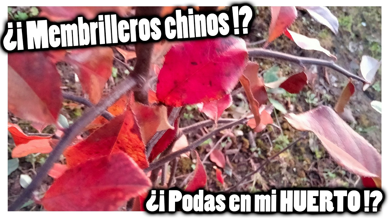 Membrilleros chinos en mi huerto de bonsais... hoy toca poda!!