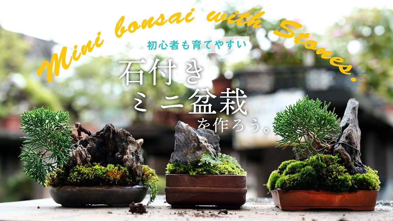 【真柏】初心者も育てやすい！石付きのミニ盆栽を作ろう【盆栽Q】