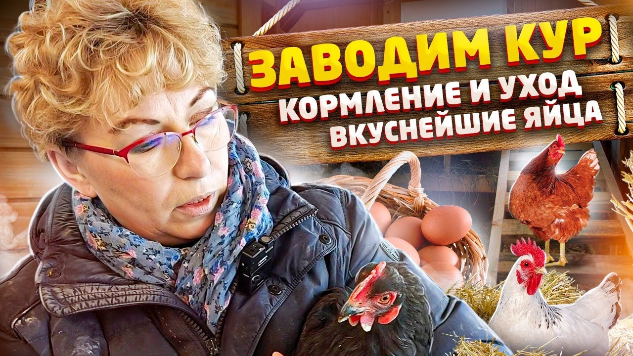 Своё хозяйство для начинающих. Куры - кормление и уход! Отзыв спустя год после заведения птицы.