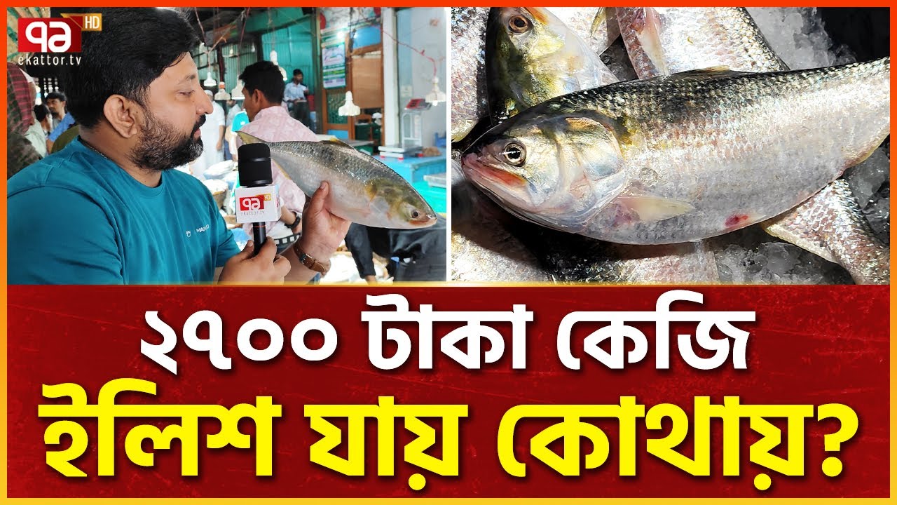 ইলিশ কেন ২৭০০ টাকা কেজি? | Chandpur Hilsa Market | Ekattor Special