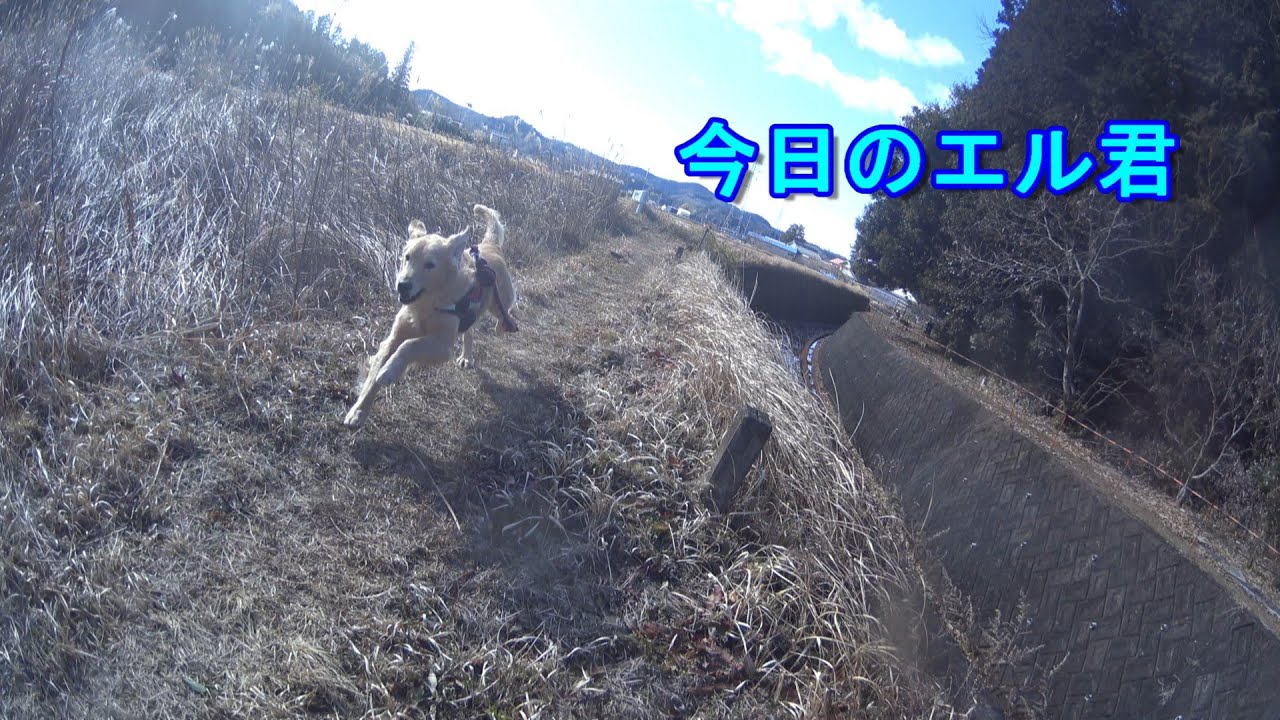 【新】　白柴犬、ゴールデンリトリバーお散歩動画