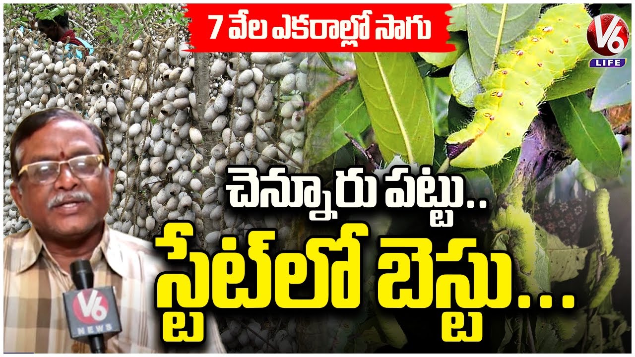 Mancherial  Chennur : Telangana&rsquo;s Tasar Silk Hub , 50% of State's Silk Grown Here | V6 Life
