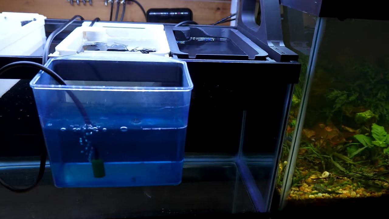 20 Long Easy Fry Nursery Setup Method