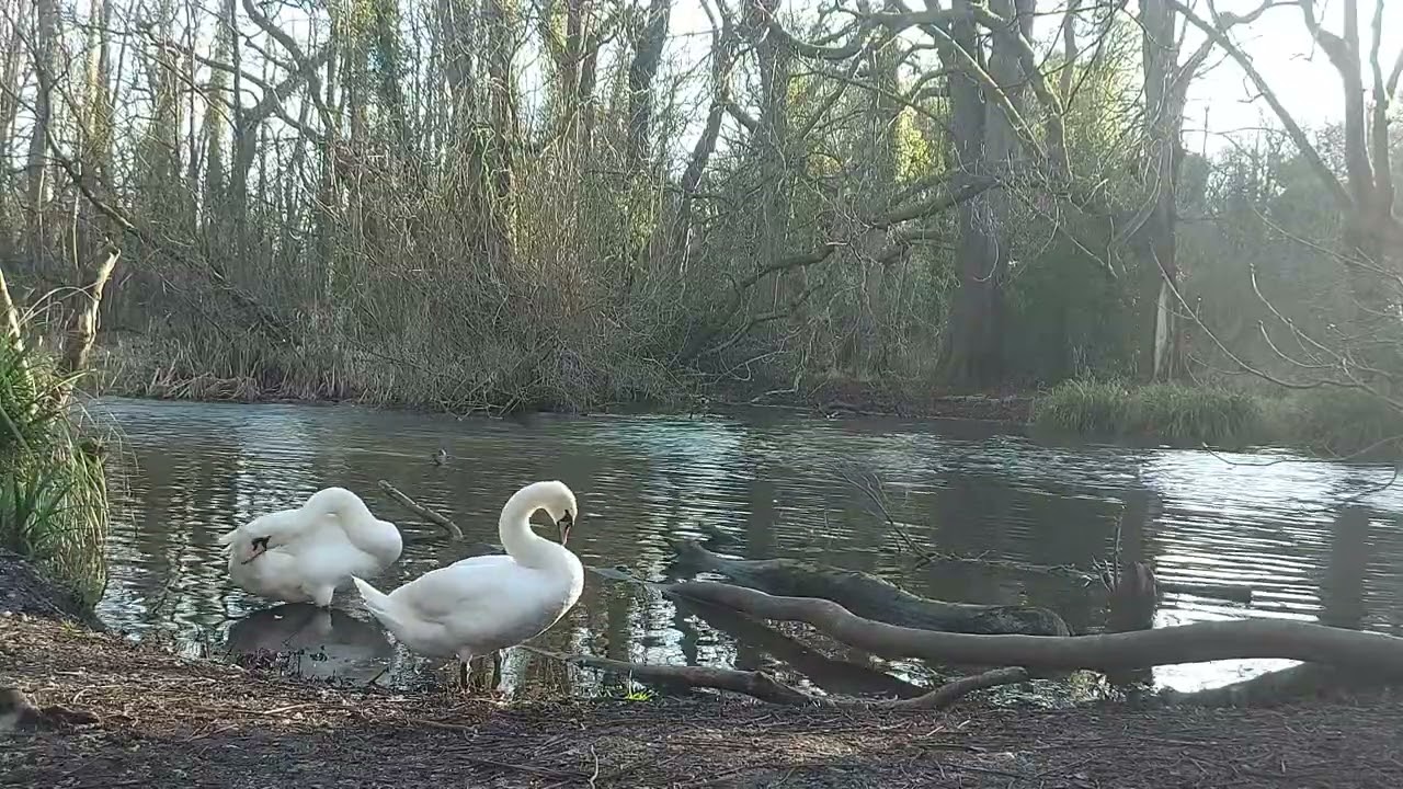 Swans - Cassiobury Park  (3/3/26)