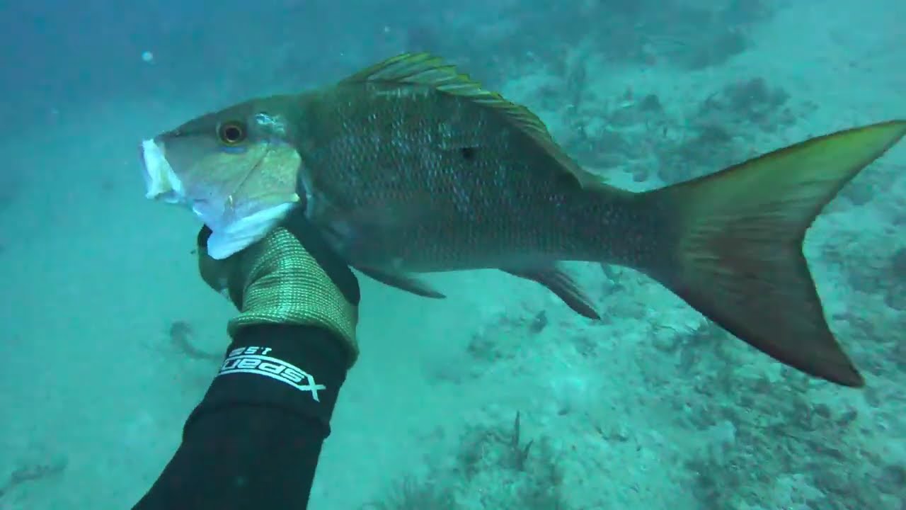 WPB Dive #3 New
