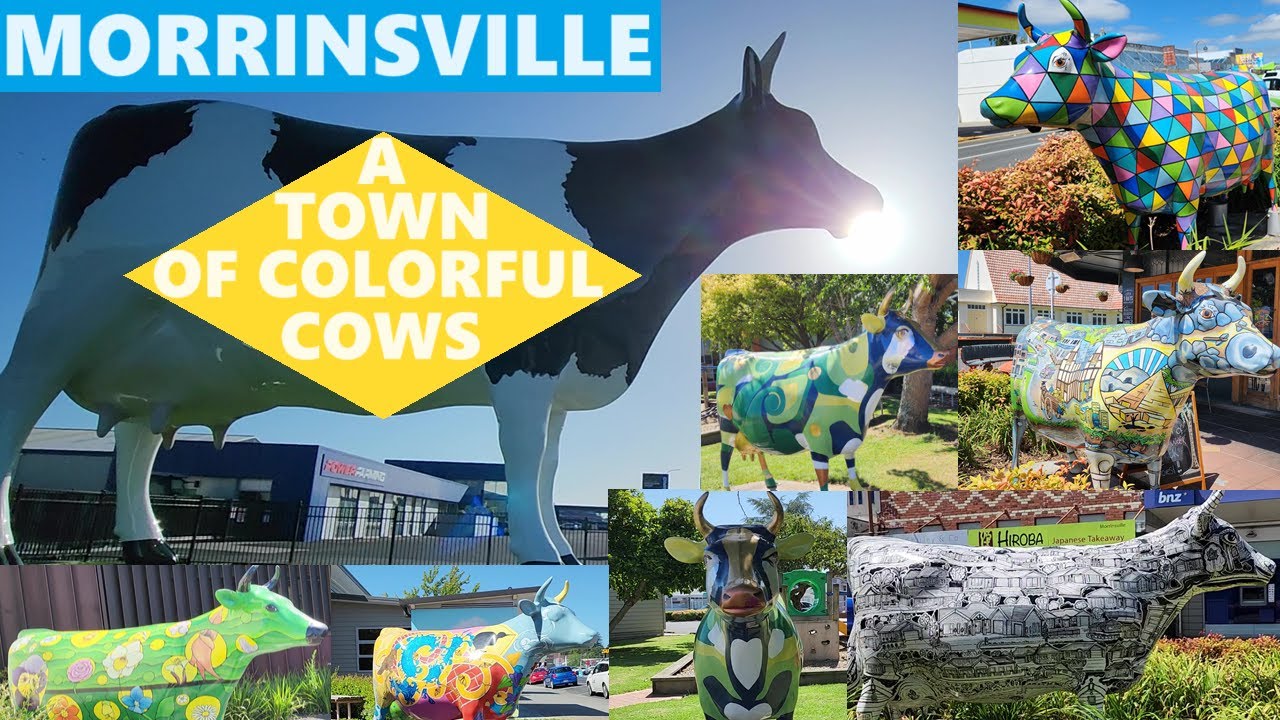 Morrinsville | Town of Colorful cows | New Zealand