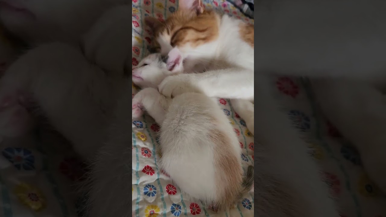Mama Cat and her 5 kittens