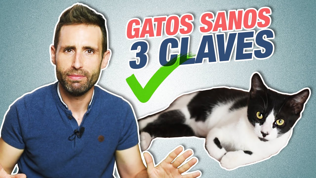 3 CLAVES para saber si TU GATO ESTÁ SANO 😸 | Alimentación, arenero y actividad física de gatos sanos
