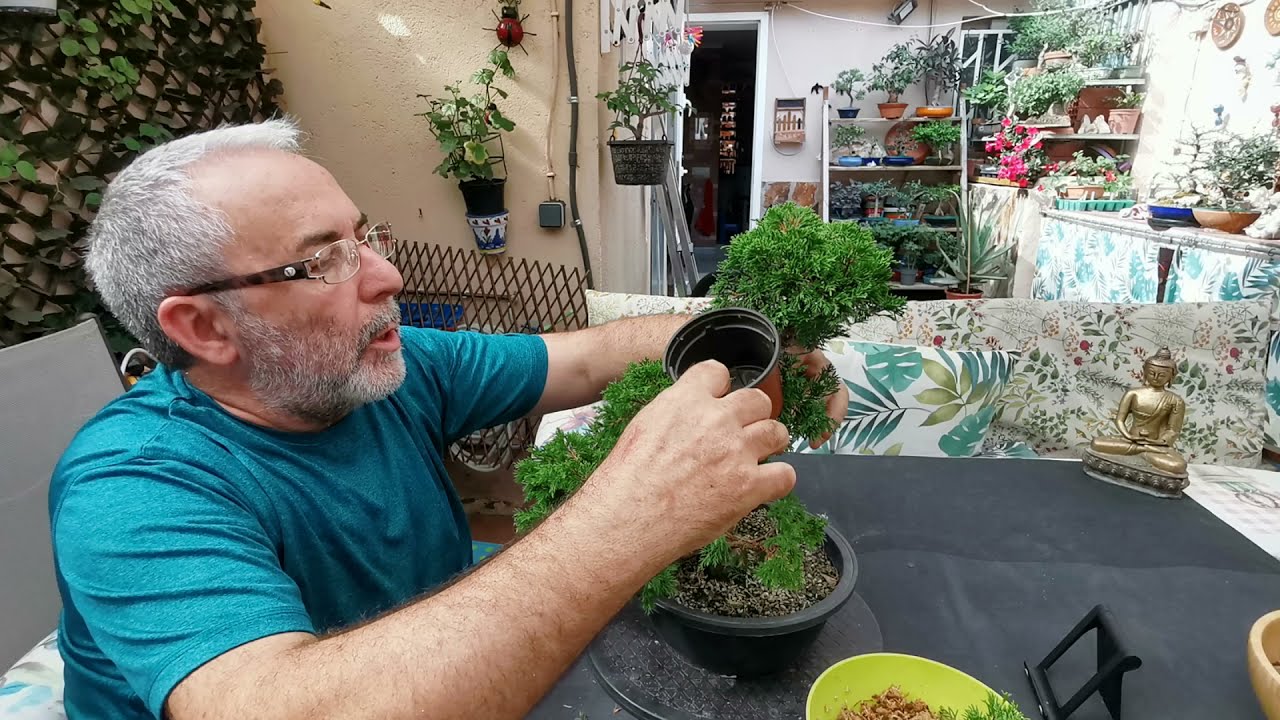🌿  Acodo en Junipero Itoigawa  importante informacion en acodos